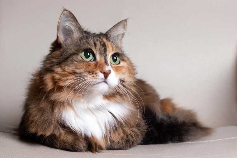 Senior longhaired cat