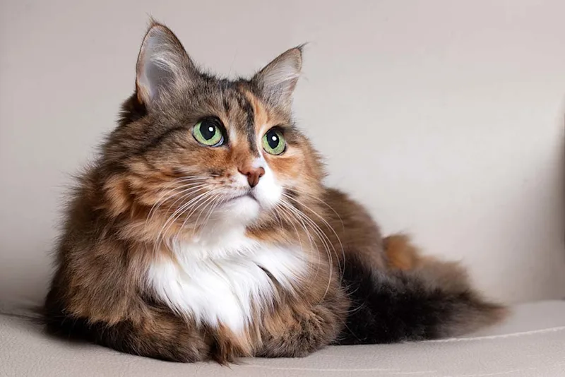 Senior cat with long fur