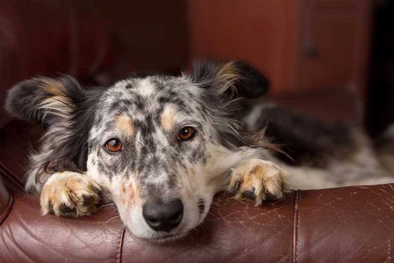 how do you treat a dog with lupus