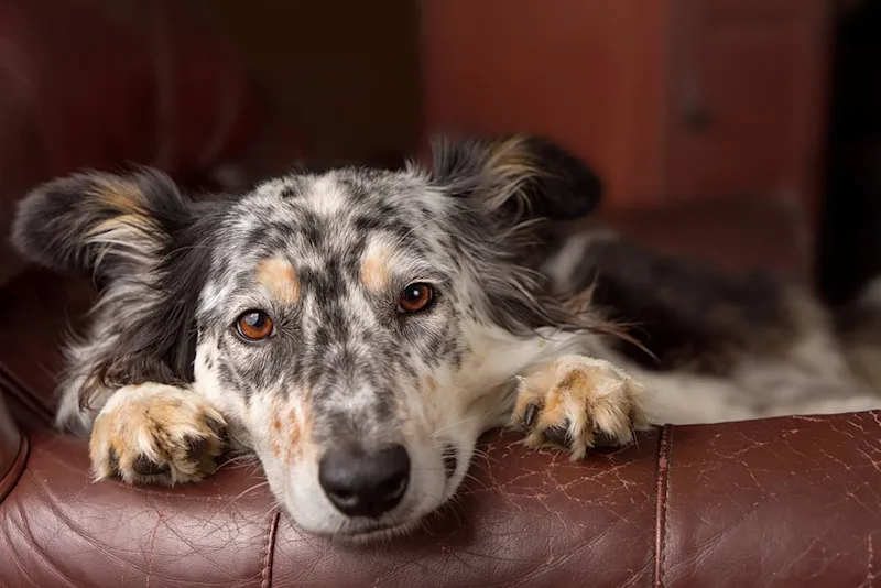 Dog with Lupus on Couch