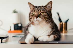 Cat with allergies