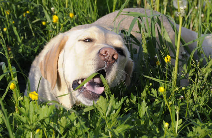 Are dogs sick if they eat grass