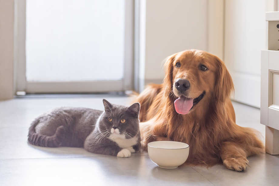 Cat and dog laying together on floor next to bowl of food