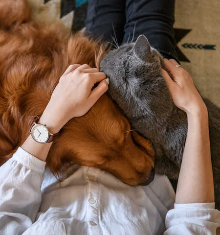 Dog and cat laying in persons lap