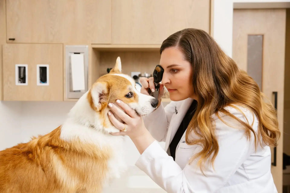 Veterinarian examining dog