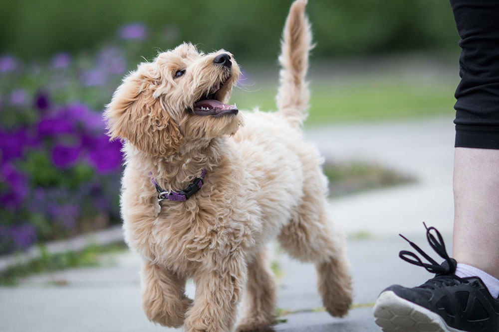 When to neuter a hot sale goldendoodle