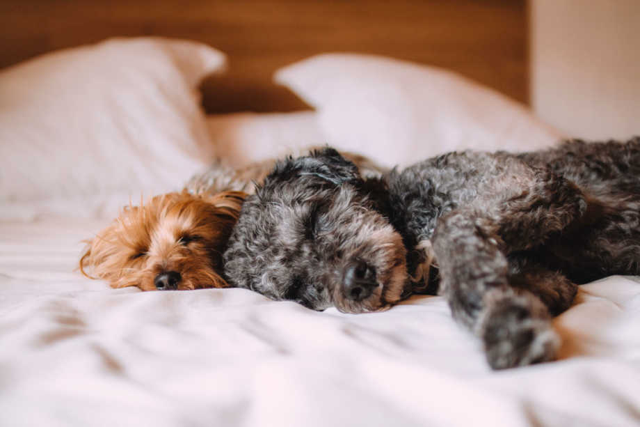 Two dogs laying on bed