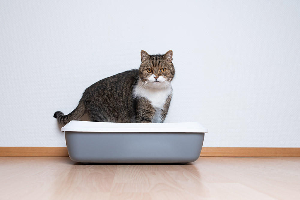 Male cat with crystals in clearance urine