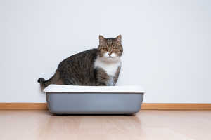 Cat with Bladder Stones Using Litter Box