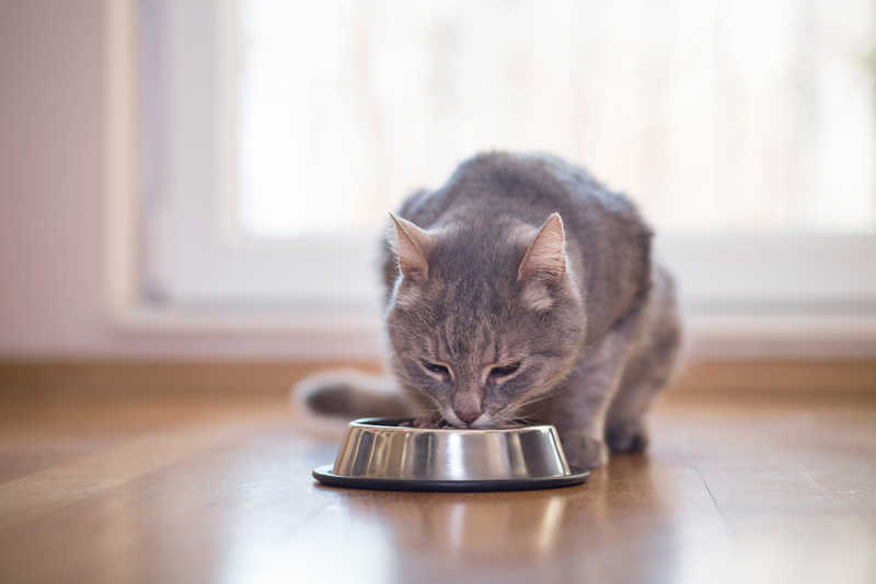 Cat eating from dish