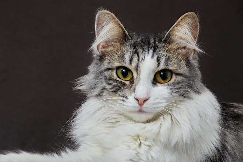 Document moved - Leukemia Treatment For Black Cats With Hypercalcemia