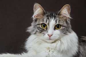 Hypercalcemia in cats