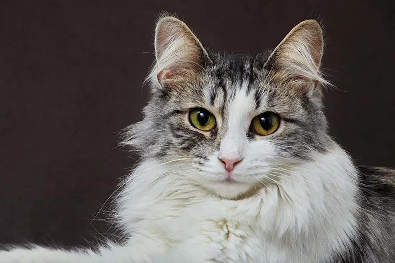 Fluffy cat lying down