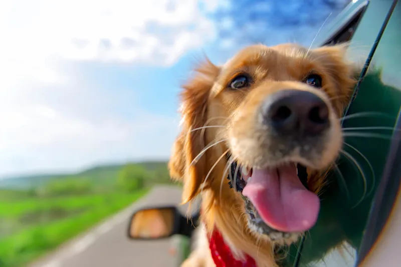 Golden with head out of car window