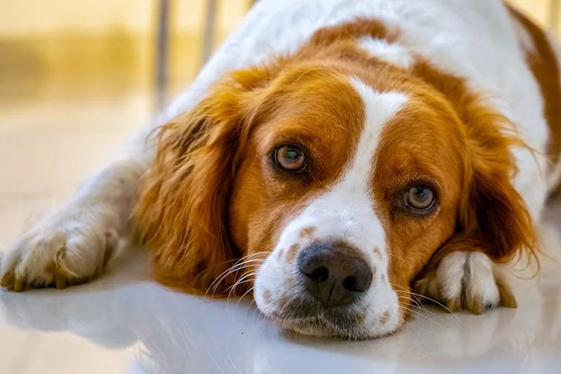 Brittany dog lying on the floor
