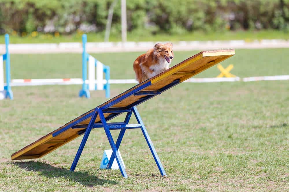 Dog Agility Teeter Saw German Shepherd