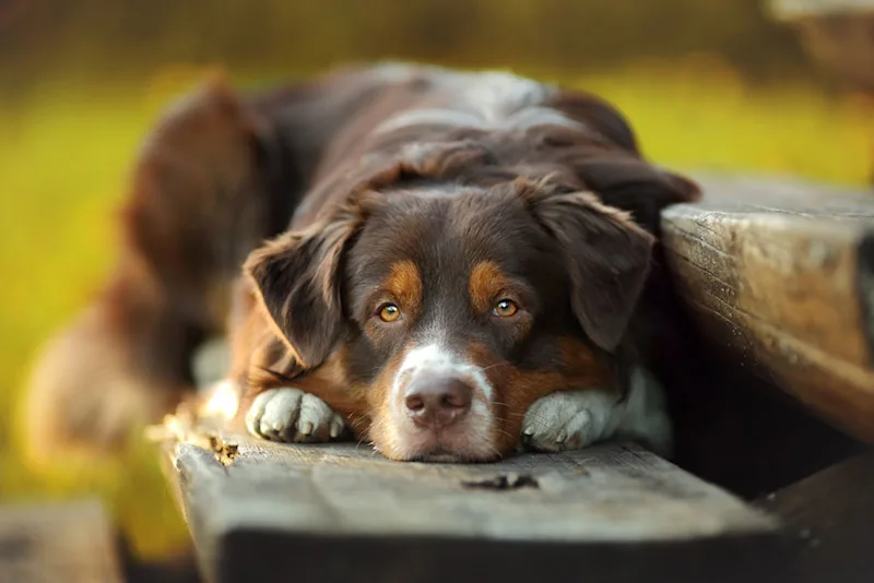 Dog lying down on bench
