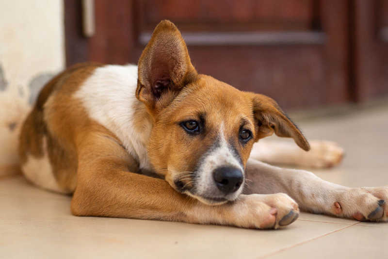 Dog with bladder stones