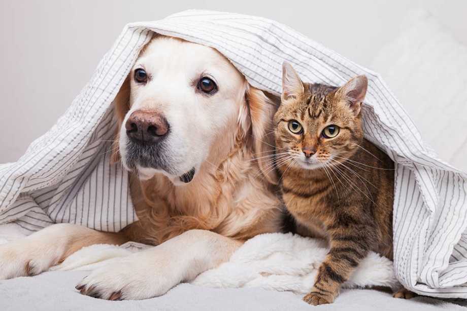 Dog and cat sharing a blanket