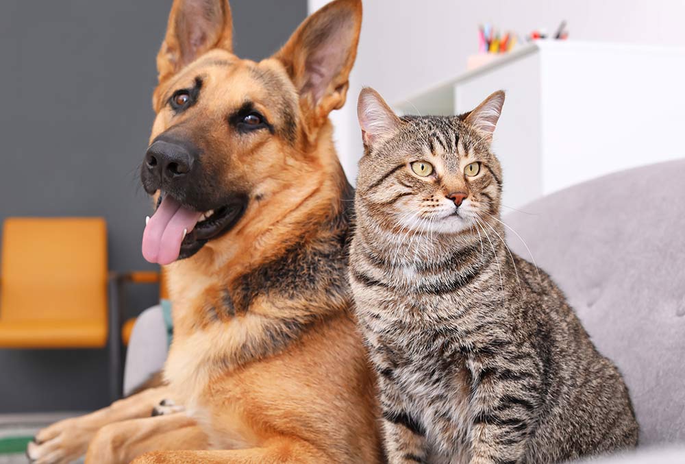 What type of dogs get along hot sale with cats