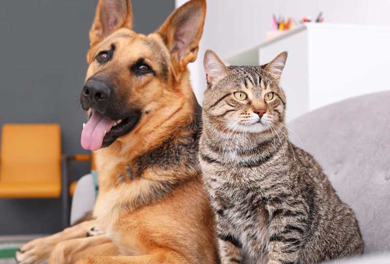 Can Dogs and Cats Get Coronavirus? | Small Door Veterinary