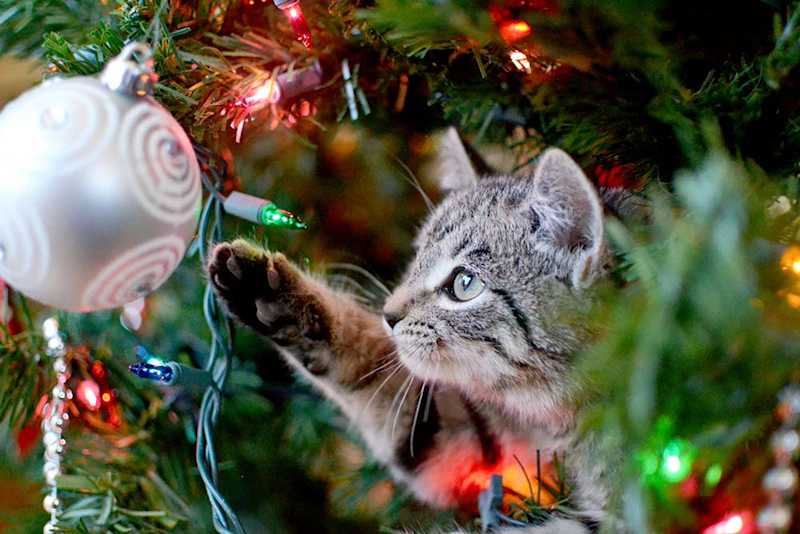 How to CatProof Your Christmas Tree Small Door Veterinary