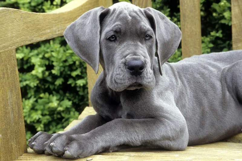Great Dane puppy with panosteitis