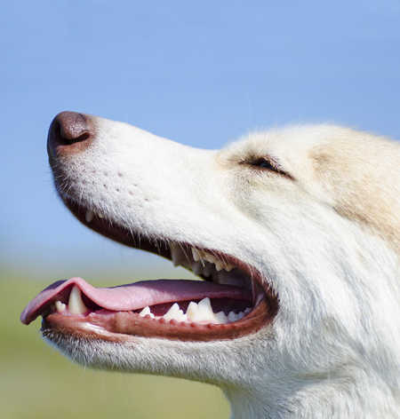 Happy dog showing teeth