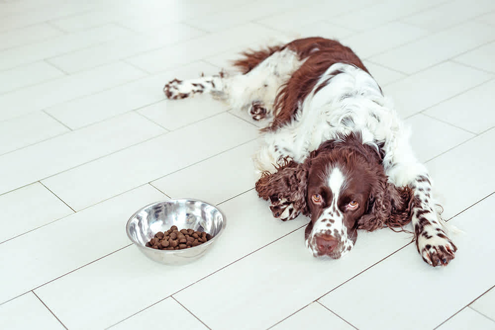 Why is my dog not eating and what can I do? | Small Door Veterinary