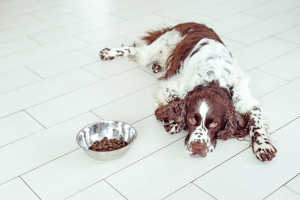 Dog laying next to food bowl