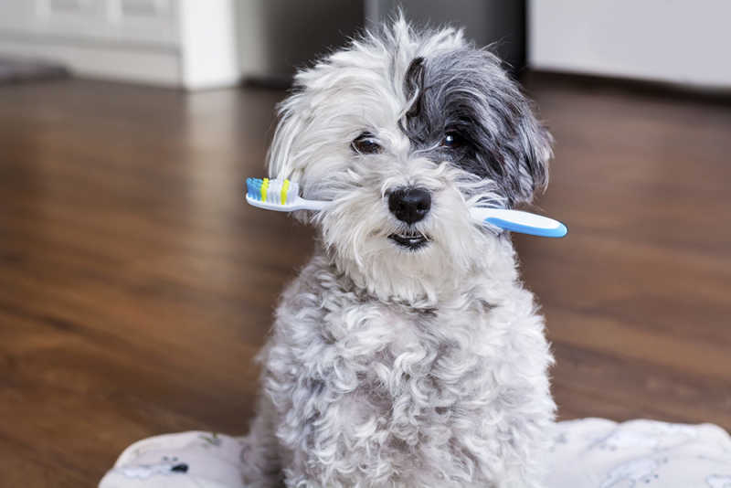 Dog with toothbrush in mouth