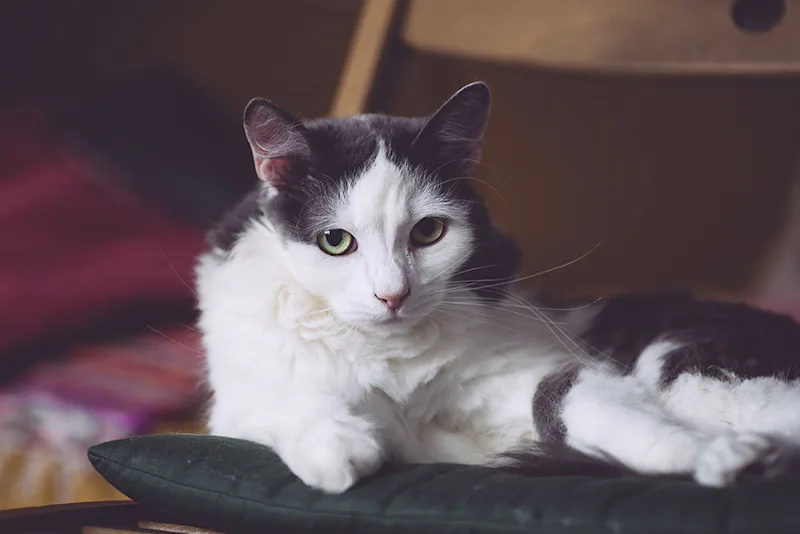Sad cat with hookworms