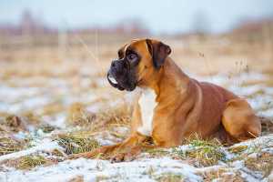 Boxer dog with dilated cardiomyopathy
