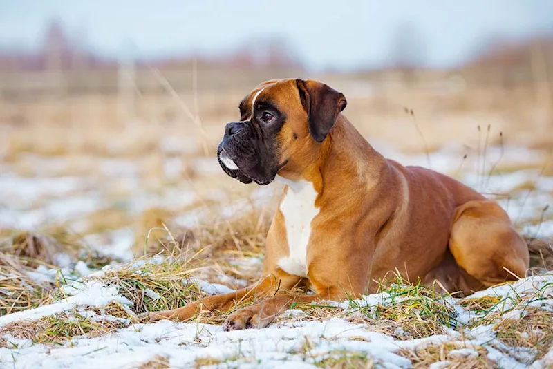 Boxer dog lying on the ground outside