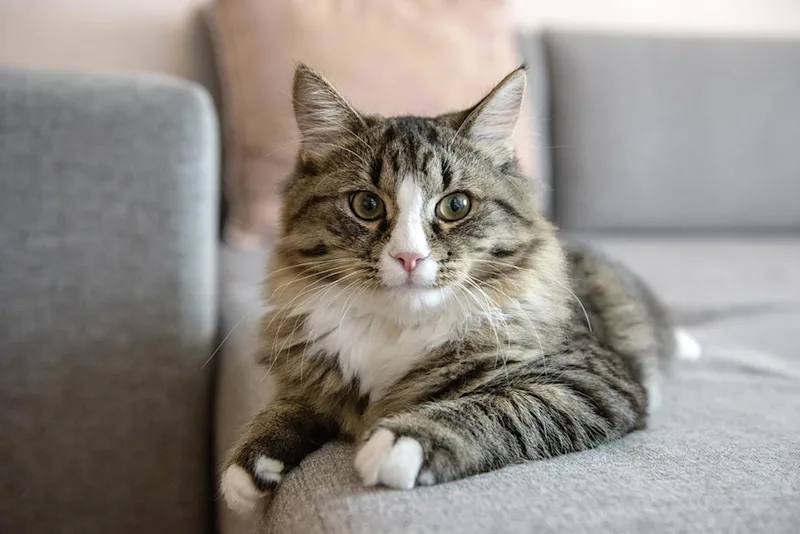 Indoor Cat Lying on Couch
