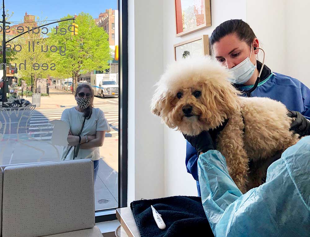 Dog with doctor as owner looks in from outside