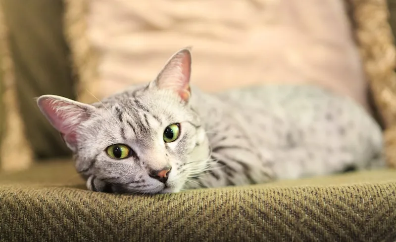 Sad cat with pancreatitis