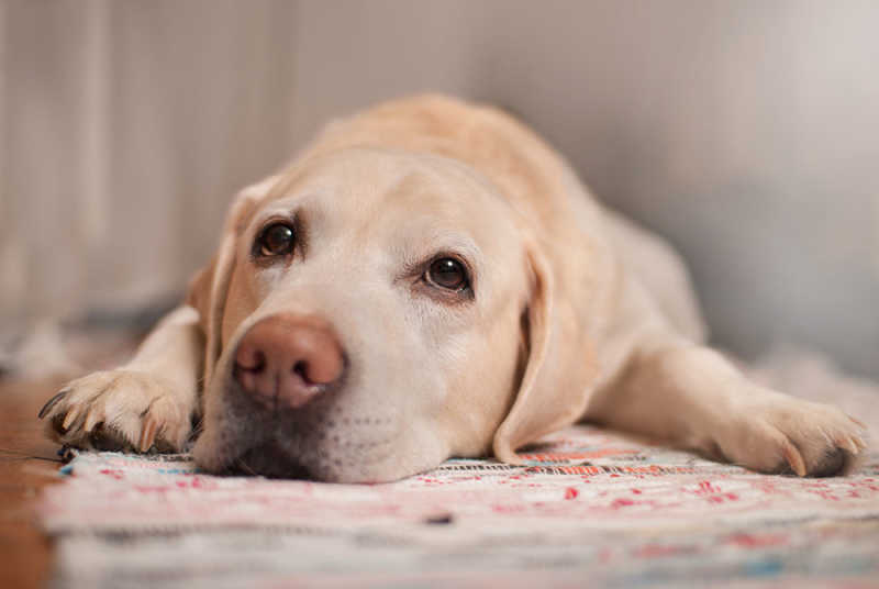 Dog lying down