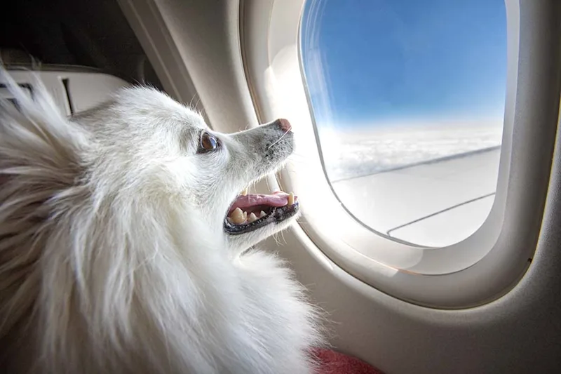 Small white Pomeranian dog flying on a plane, looking out of airplane window