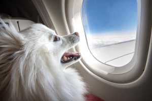 Dog on plane