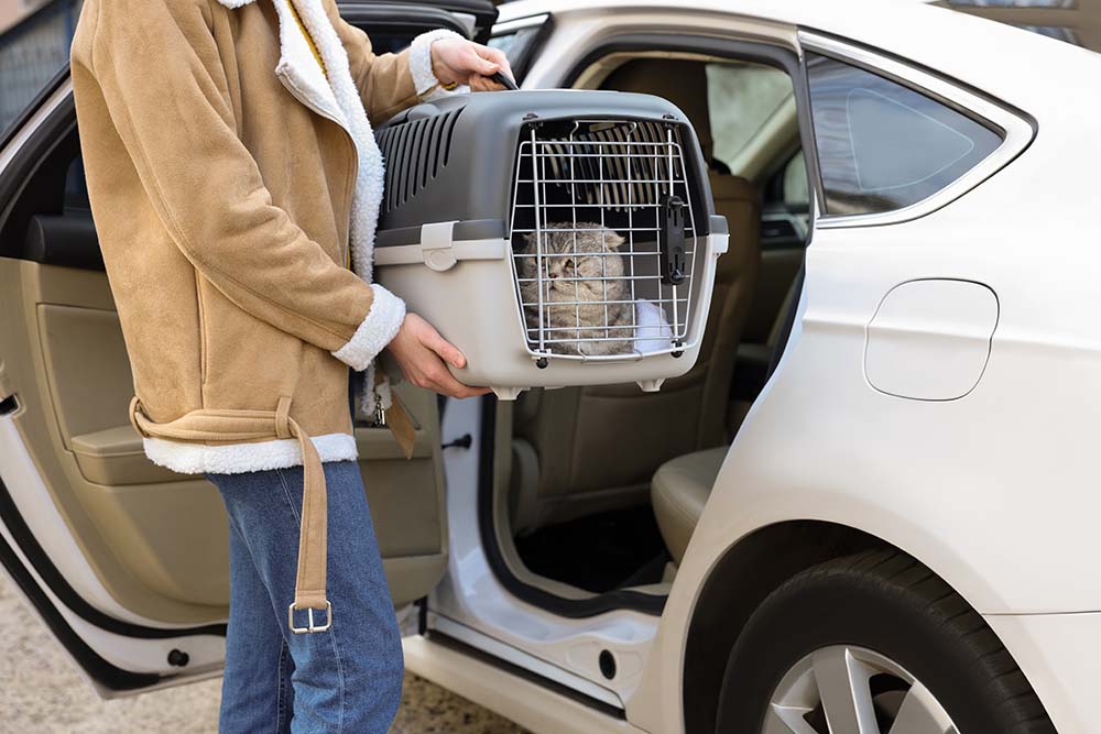 Owner putting cat in carrier into the car