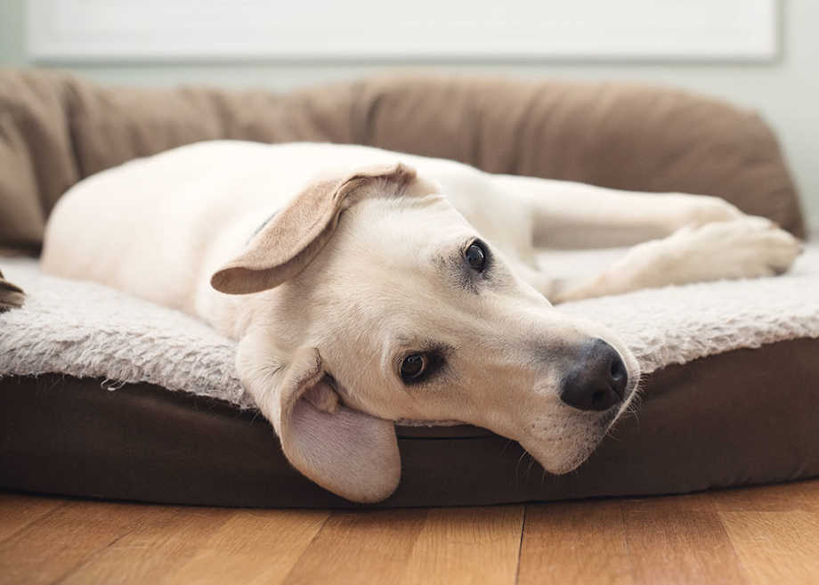 Sad Dog in Bed