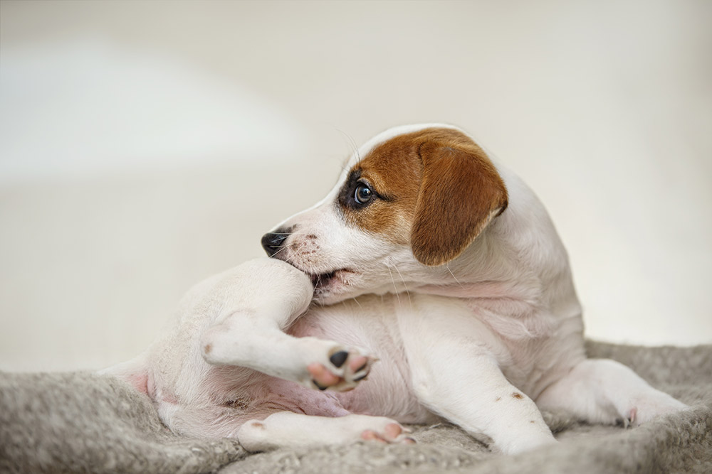 Dog keeps best sale licking hot spot