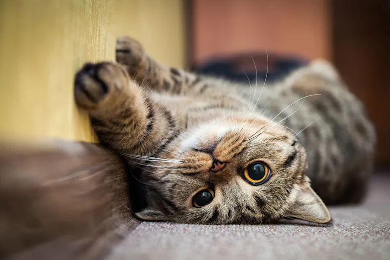 Cat laying on back stretching