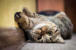 Cat laying on back stretching