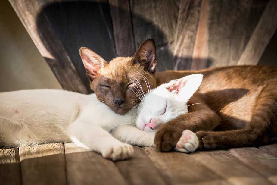 Two cats cuddling together