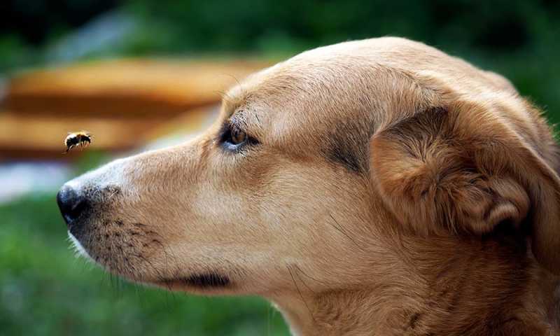 What to do if Your Dog Gets Stung by a Bee