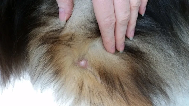 Mast cell tumor leg