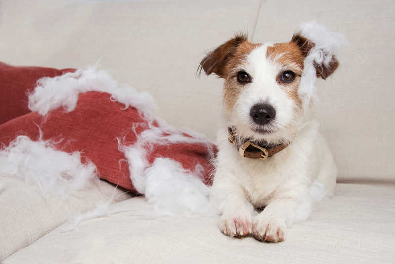 Destructive behavior in dogs