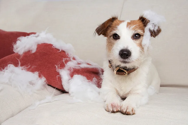 Dog on sofa with destroyed pillow